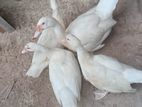 সাদা চিনা হাস