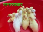 সাদা চিনা হাসের বাচ্চা