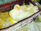 সাদা চিনহাঁসের বাচ্চা