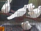সাদা চুইঠাল ঘুঘু এবং রানিং মাদি বিক্রি হবে