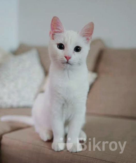 সাদা দেশি বিড়াল white cat for Sale in Shyamoli Bikroy