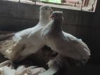 সাদা এক জোরা লক্কা কবুতর বিক্রি করবো