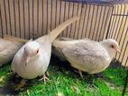 সাদা ঘুঘু/ White diamond dove for sale