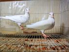 Austriloan white dove