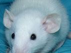 Albino Rat,