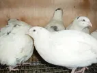 সাদা জাতের কোয়েল পাখির বাচ্চা