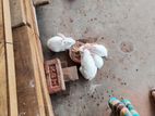 সাদা খরগোশ