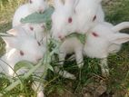 সাদা খরগোশের বাচ্চা।