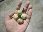সাদা কয়েল বিজ ডিম ১০০%