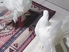 সাদা লক্ষা জোরা, নিউ রানিং।