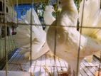 সাদা লক্ষা কবুতরের ডিম বাচ্চা গেরান্টি ১০০% সুস্থ কবুতর
