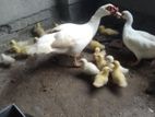 সাদা (muscovy) চীনা হাঁসের বাচ্চা বিক্রি হবে