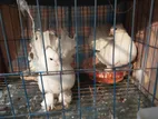 সাদা ফ্যানটেইল কবুতর জোড়া বিক্রি (খাঁচাসহ) – ডিম/বাচ্চা রানিং