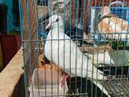 সাদা রানিং মাদি ঘুঘু
