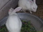 সাদা রঙের ২ টি খরগোশ