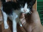 সাদাকালো হেলমেট বাচ্চা বিড়াল ফ্রি ফর অ্যাডাপশন