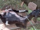 উন্নত জাতের ভালো মানের একটি সাগি
