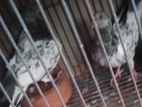 সাইকেলটি বিক্রি হবে