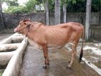 cow for sell