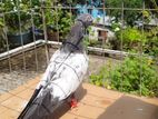 সাকি টেডি কবুতর