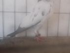 সাকি টেডি মাদি বিক্রি