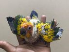 সান কনুর বাচ্চা/ Sun Conure Baby