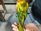সান কনুর