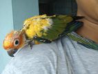 সান কনুর Sun Conure Full Red Tame Self Feed Baby