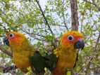 সান কুনোর রেড ফ্যাক্টর / Sun Conure