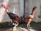 সারালি মুরগ & মুরগী