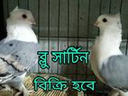 সার্টিন কবুতর