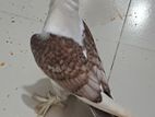 সার্টিন কবুতর ও বাজরিগার সেমি এডাল্ট সেল হবে...