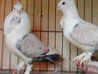 সাটিন কবুতর