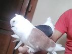 সাটিন কবুতর রানিং