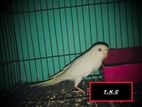 Bird for sell