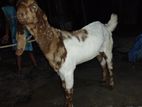Goat for sell