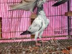 Saharanpuri Fet Madi
