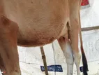 Sahiwal cow