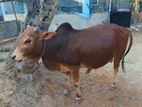 Sahiwal Cow