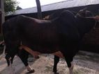 sahiwal cross frijian cow for sell