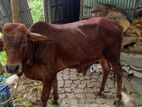 ঘরে পালিত হয়েছে শাহীওয়াল ষাড় গরু।