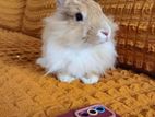 Saint Angora Rabbit with Full Setup