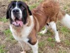 Saint Berard Dog