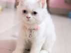 Sale Persian Cat blue Eyes