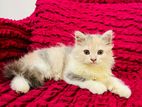 Traditional Female Persian cat