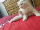 CAT sale post