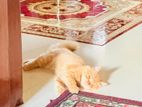 CAT Sale Post