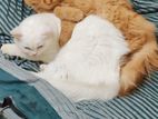 Sale post pure Persian