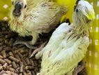 Salfar Cockatoo baby