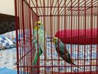 Sami Adult 2 Pes Bagrigar Phaki Age 4 Month+